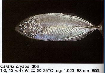 Caranx crysos